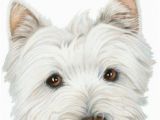 Westie Birthday Cards Quot Westie Dog Birthday Card Quot by Ckeenart Redbubble