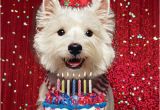 Westie Birthday Cards Westie Birthday Card Birthday Glitz West Highland White