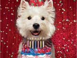 Westie Birthday Cards Westie Birthday Card Birthday Glitz West Highland White