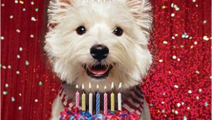 Westie Birthday Cards Westie Birthday Card Birthday Glitz West Highland White