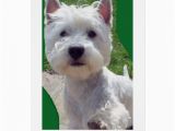 Westie Birthday Cards Westie Birthday Card Greetings Card Paw Up 39 Hello 39 Zazzle