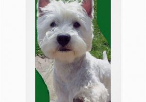 Westie Birthday Cards Westie Birthday Card Greetings Card Paw Up 39 Hello 39 Zazzle