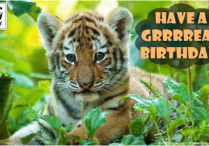 Wildlife Birthday Cards Birthday Ecards From Wwf Free Birthday Ecards World