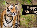 Wildlife Birthday Cards Send Free Ecards to Your Friends and Family World