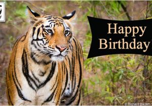 Wildlife Birthday Cards Send Free Ecards to Your Friends and Family World