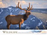 Wildlife Birthday Cards Wildlife Greeting Cards Images Of Rocky Mountain
