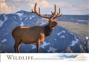 Wildlife Birthday Cards Wildlife Greeting Cards Images Of Rocky Mountain