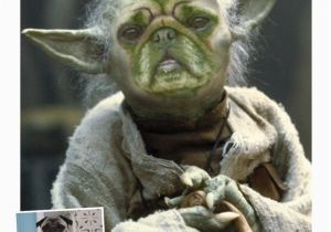 Yoda Happy Birthday Quotes Yoda Quotes Funny Happy Birthday Quotesgram