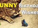 Youtube Funny Birthday Cards Funny Birthday Wishes Youtube