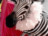 Zebra Decorations for Birthday Party This Sweet 16 Has Zebra Print Written All Over It B