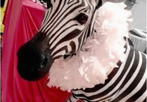Zebra Decorations for Birthday Party This Sweet 16 Has Zebra Print Written All Over It B