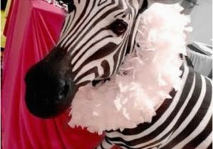 Zebra Print Birthday Party Decorations This Sweet 16 Has Zebra Print Written All Over It B